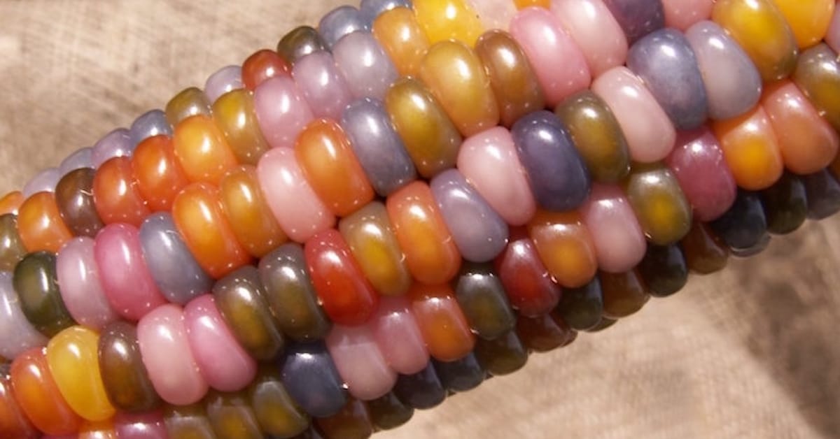 Rainbow Corn Unique Strain Of Corn With Naturally Colorful Kernals