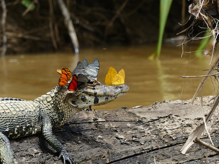 best photos mark cowan caimain butterflies