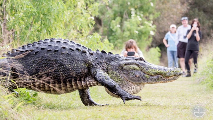 Giant Alligator Measuring 12Feet Long Spotted in Florida