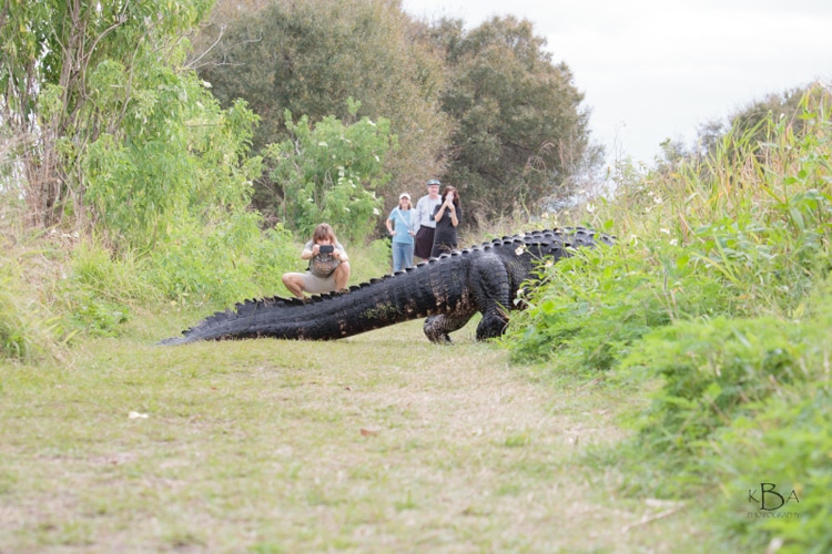Giant Alligator Captured on Camera in Florida