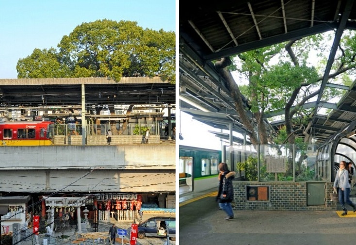 Kayashima Station osaka camphor tree