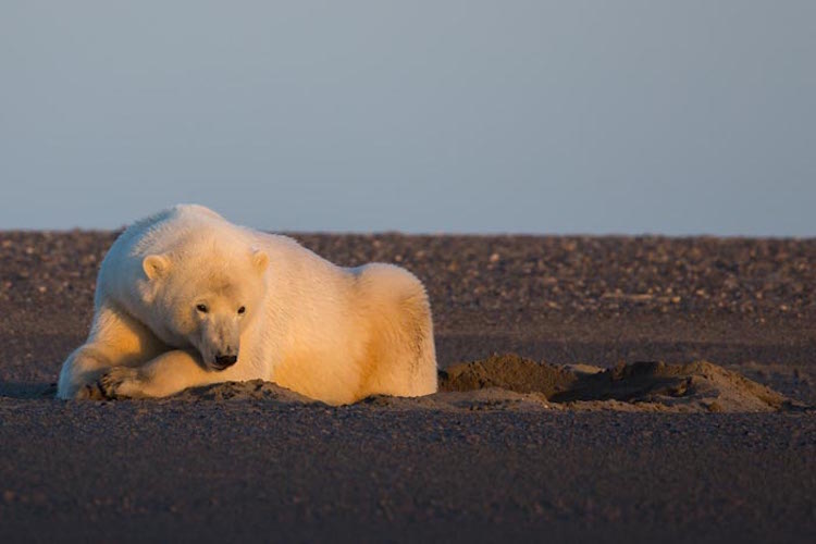 Image result for patty waymire polar bear shot