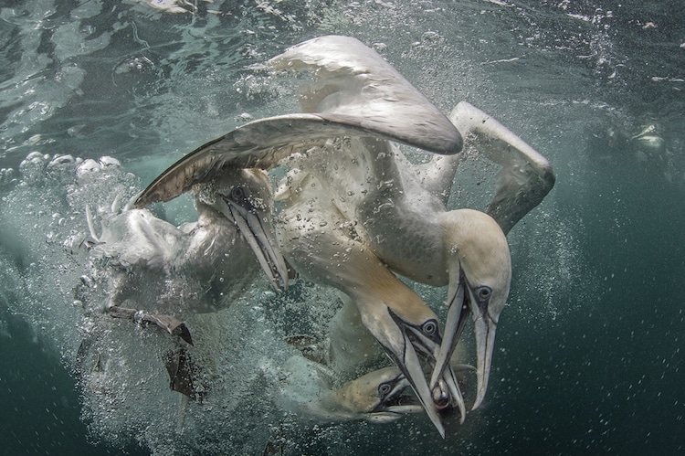 underwater photography competition