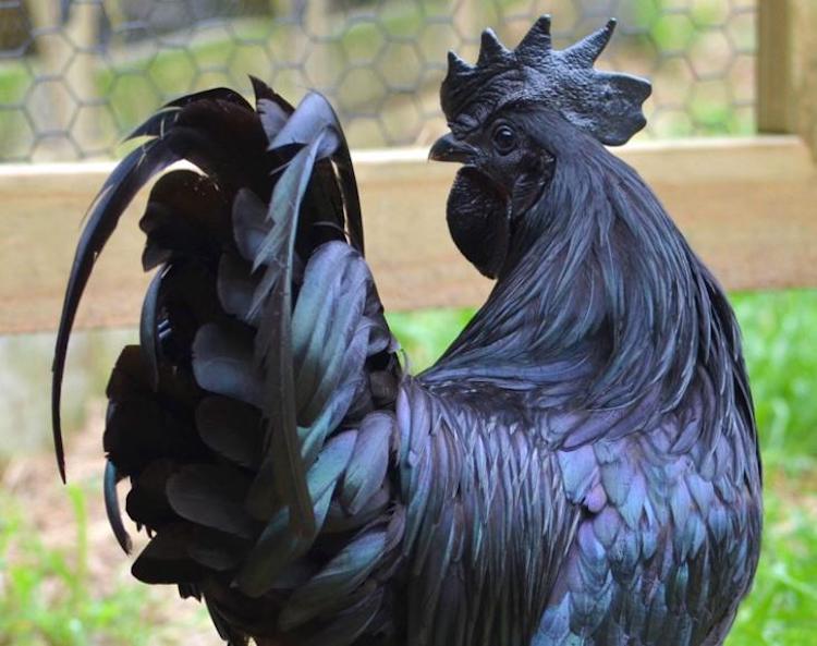 Unusual Black Chicken is Black from Its Feathers to Its Bones