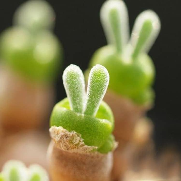 Monilaria Obconica: Looks Like Adorable Rabbit Ear Plant