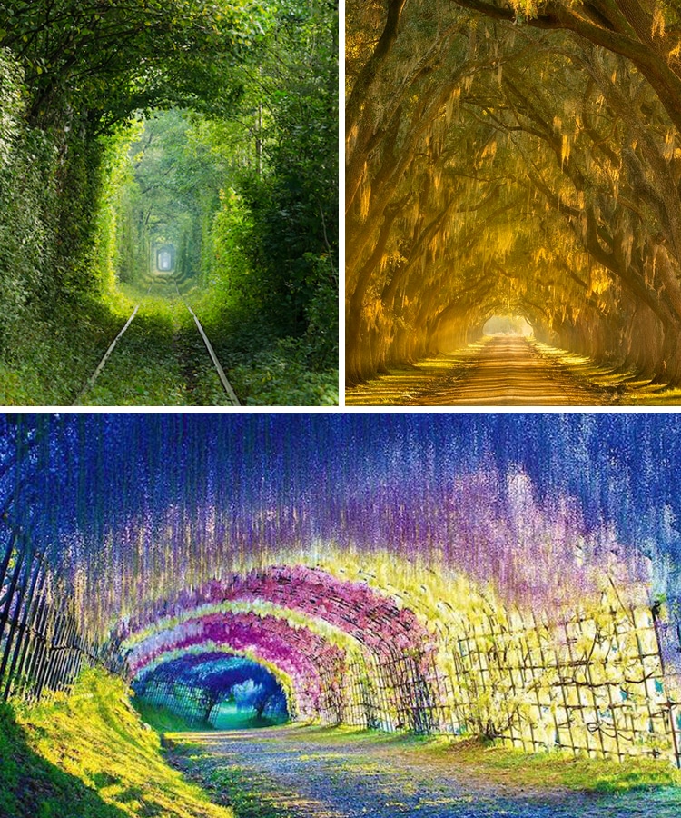 stunning nature tunnels