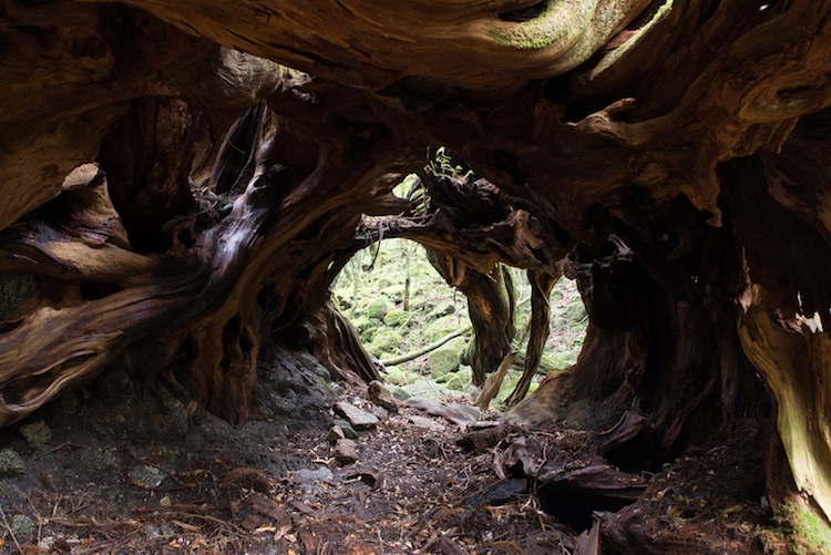 tree tunnel photo