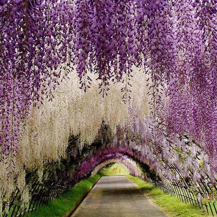wisteria tree tunnel