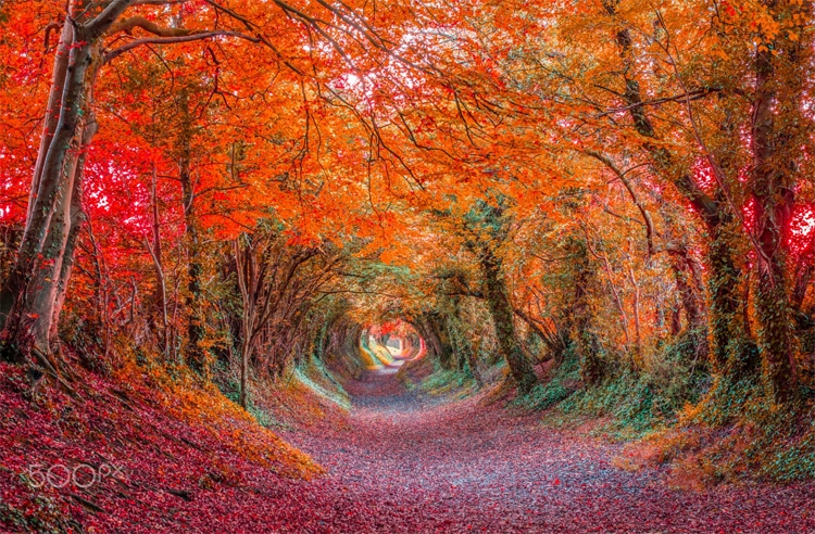 autumn tree tunnel