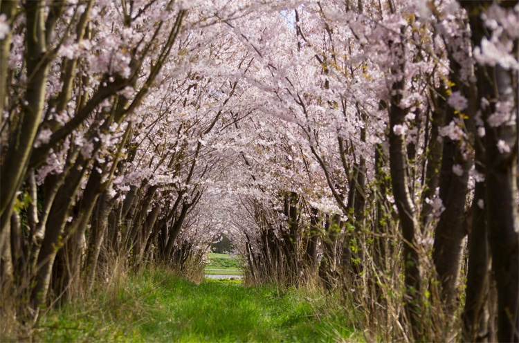 cherry blossom flower tunnel photo