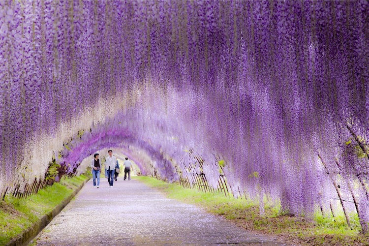 wisteria tree tunnel