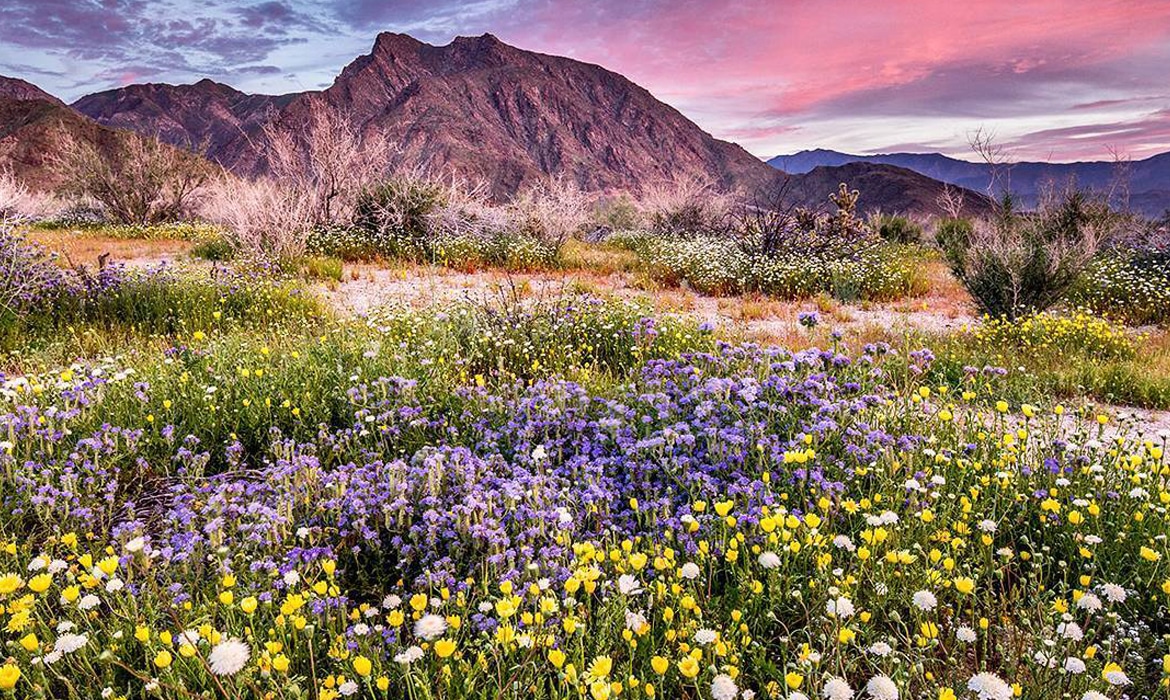 southern california super bloom Archives My Modern Met