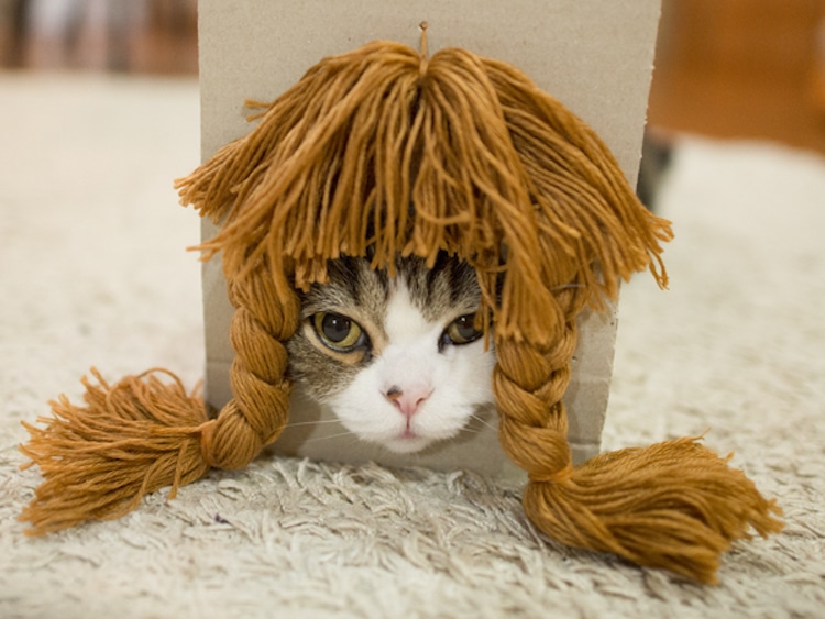 maru cat in a wig