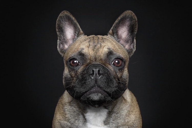How Photographers Have Elevated Pet Photography Into an Art Form