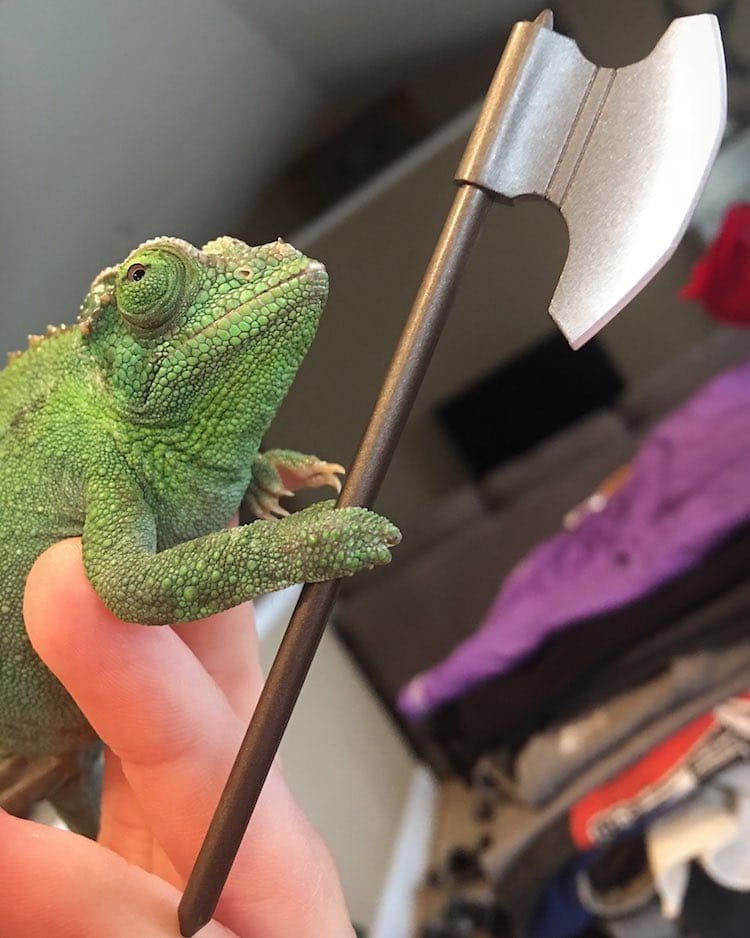 Pet Chameleon Charms the Internet by Holding Tiny Swords