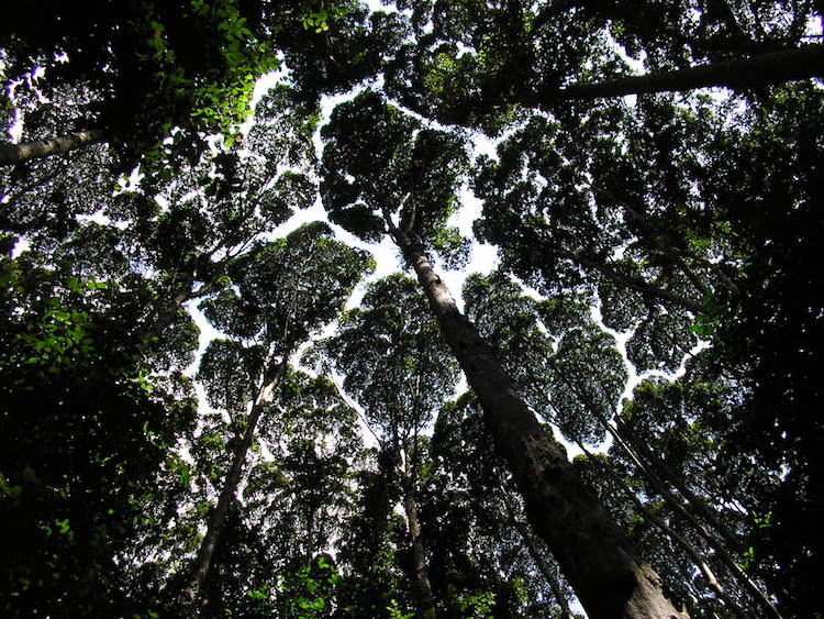 Crown Shyness Tree Photography Tree Canopy