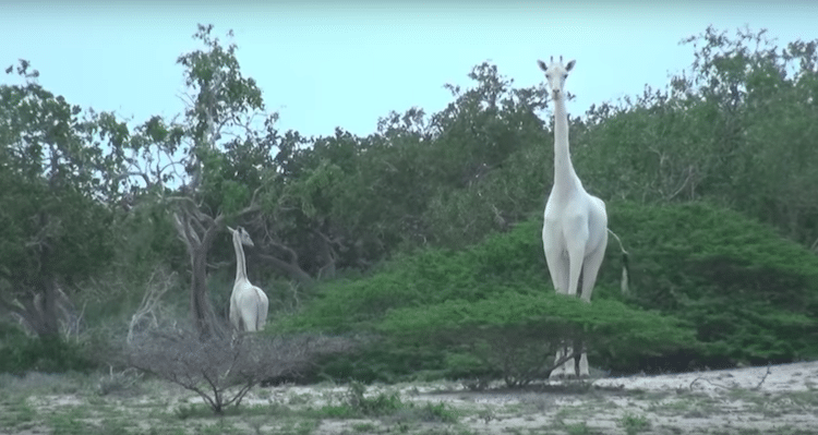 White Giraffe Kenya leucism