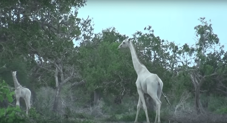 White Giraffe Kenya leucism
