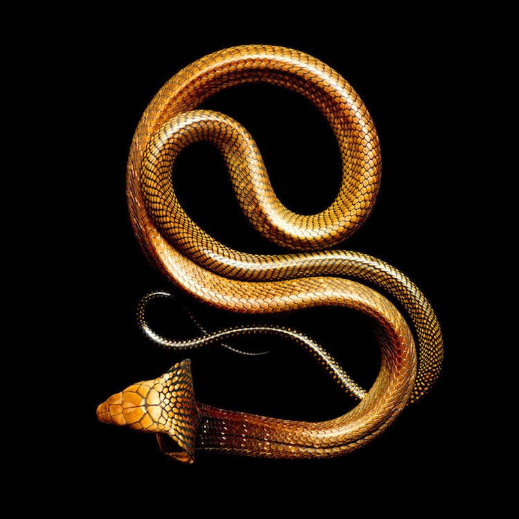 Mark Laita - King cobra