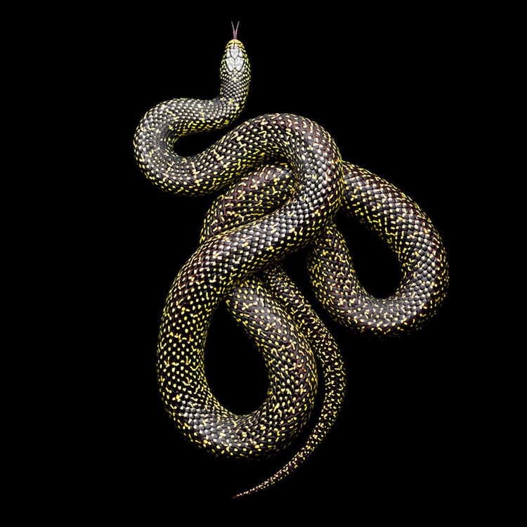 Mark Laita - Speckled king snake