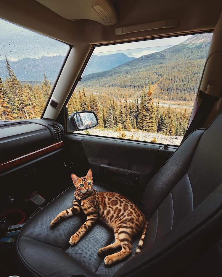 Adventurous Bengal Cat Explores the Beauty of the Canadian Wilderness