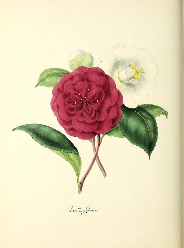 free botanical illustrations online