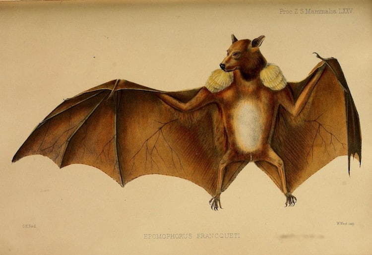 illustration of a bat