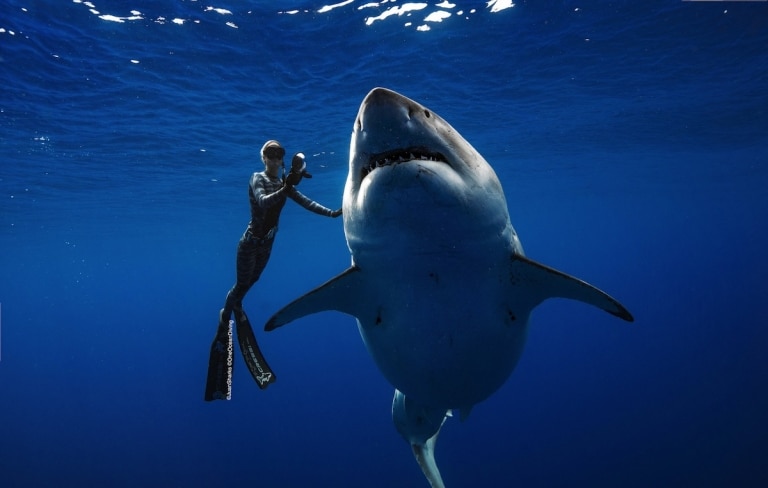 Ocean Ramsey Swims With Enormous Great White Shark In Hawaii