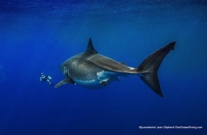 Ocean Ramsey Swims With Enormous Great White Shark In Hawaii