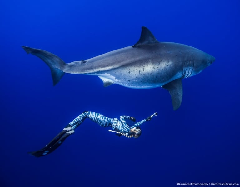 Ocean Ramsey Swims With Enormous Great White Shark In Hawaii