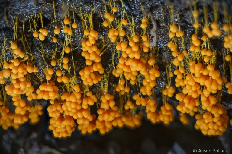 Artistic Photographs Of Mushrooms And Myxomycetes By Alison Pollack