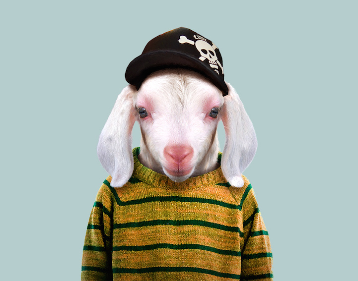 yago partal baby animal portraits animals dressed like humans goat