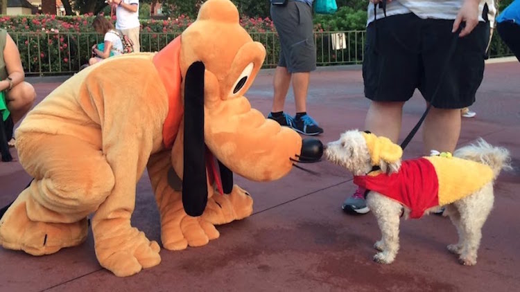 Pluto Meets Disney Loving Puppy