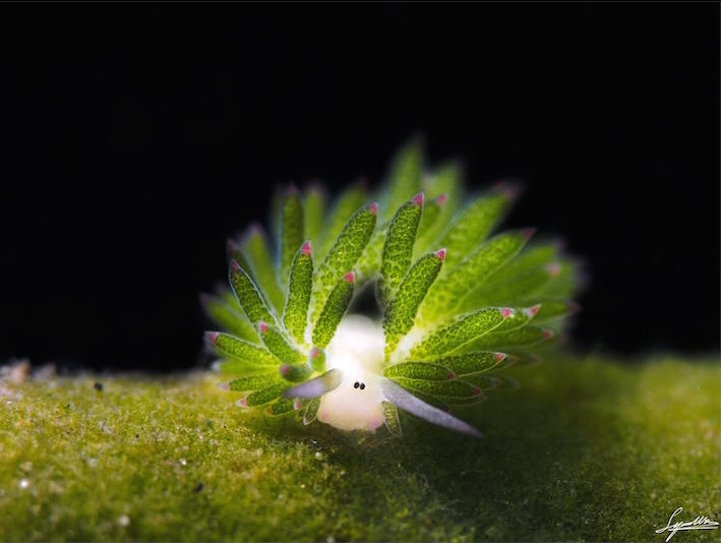 Adorable Leaf Sheep Sea Slug