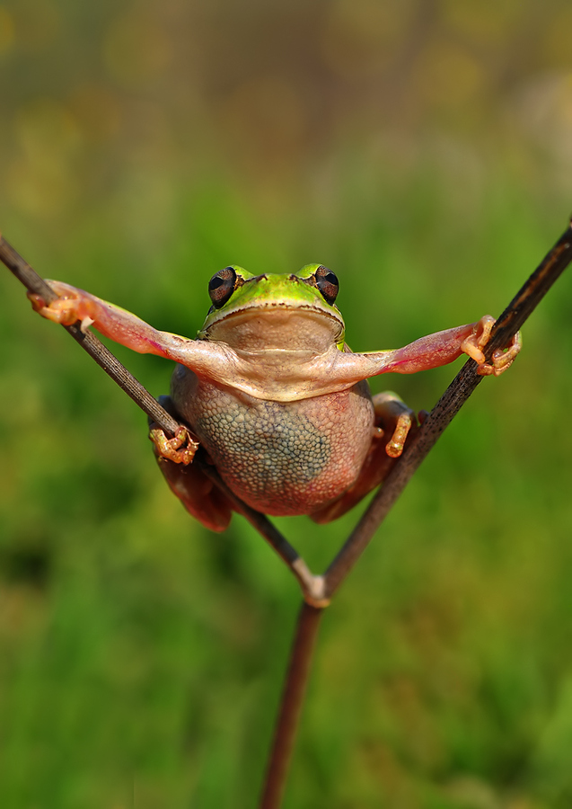 14 Fun Photos of Personality-Filled Frogs