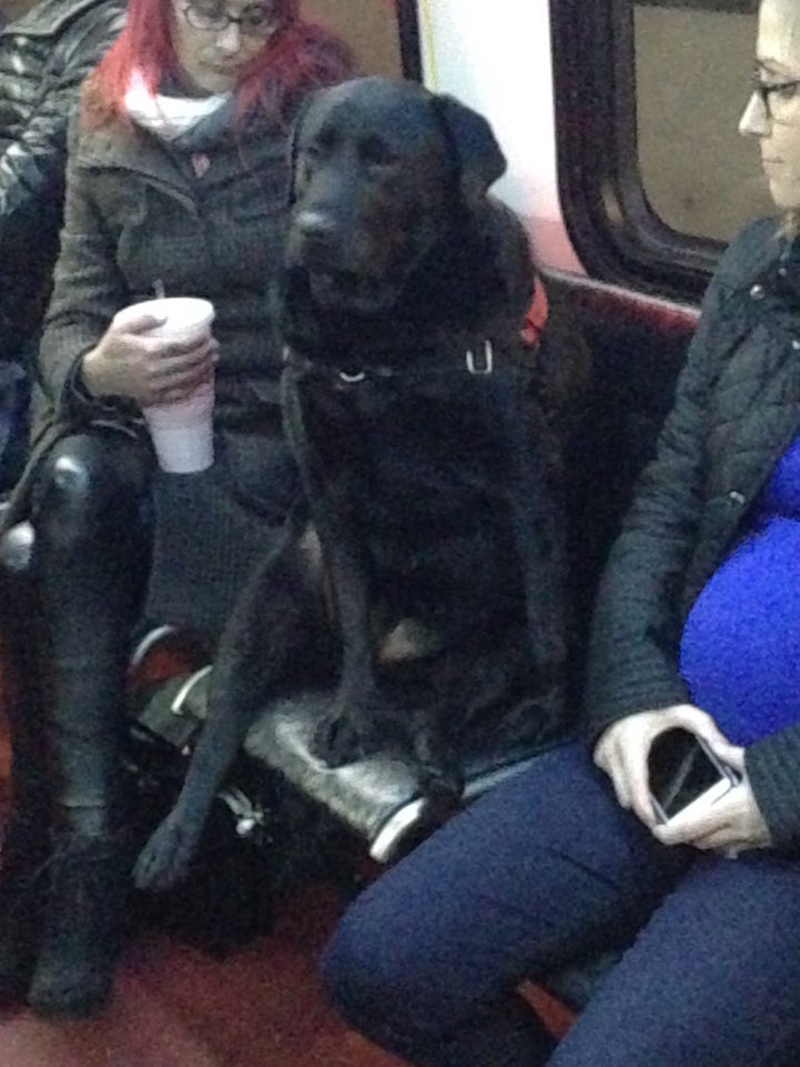 Clever Dog Rides the Bus Directly to the Dog Park by Herself