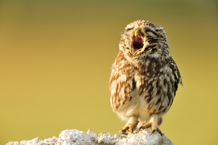 Resultado de imagem para owl singing