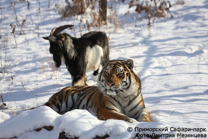tiger and goat friendship