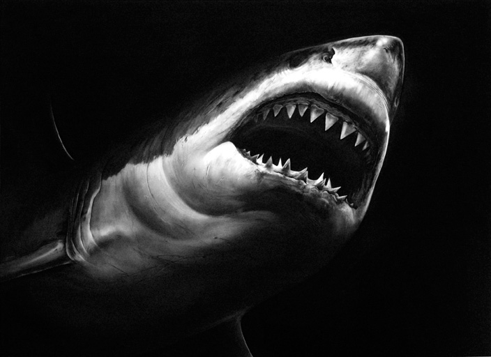 Hyper-Realistic Charcoal Shark Drawings