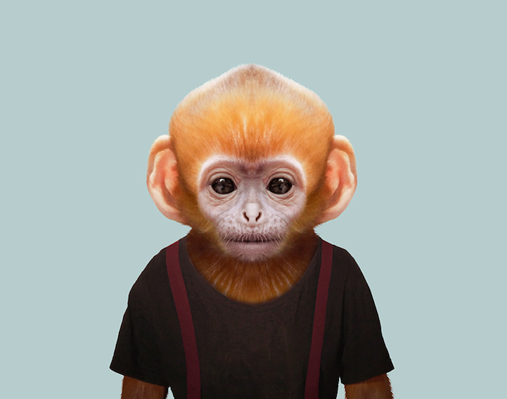 yago partal baby animal portraits animals dressed like humans monkey