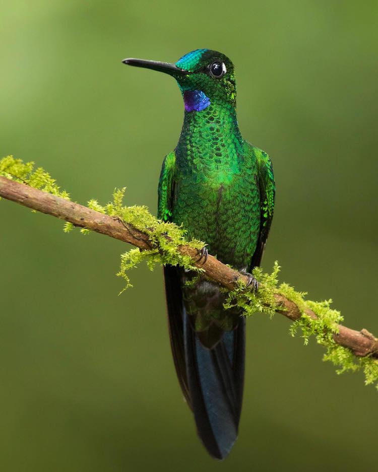Lustrous Green Bodied Bird