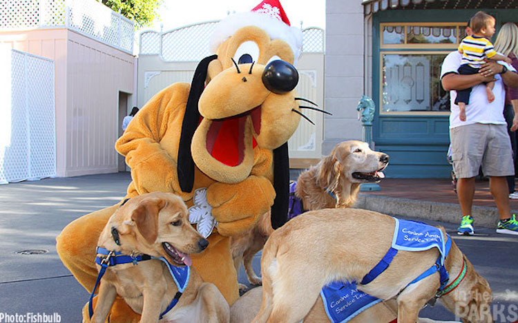 Disneyland Service Dog Friendly
