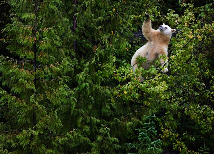 The Rare White Black Bear