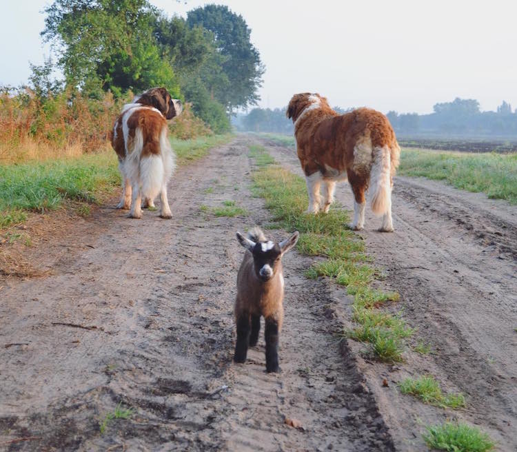 Dogs Are The Furry Mentors To Baby Goat