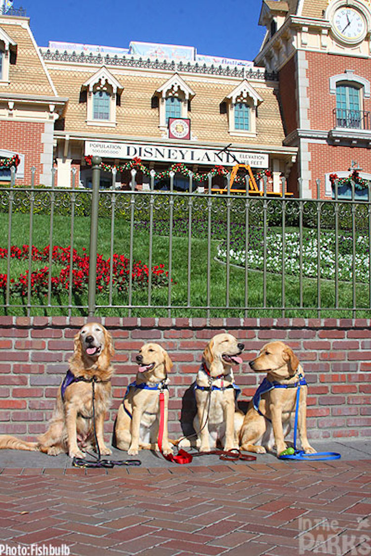 Support Dogs Day Trip To Disneyland