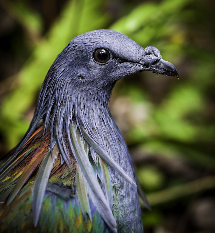 Nicobar Pigeon The Closest Living Relative To The Dodo Bird