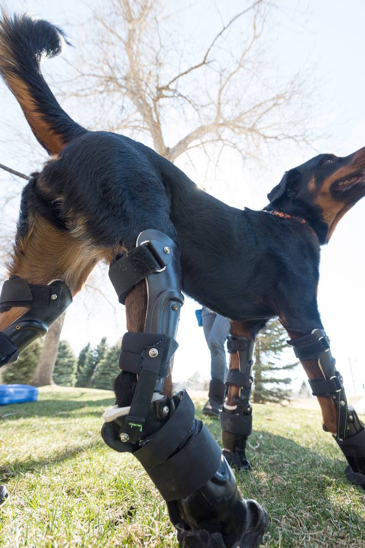 Quadruple Amputee Dog Enjoys a Happier, Healthier Life Thanks to Prosthetic Paws