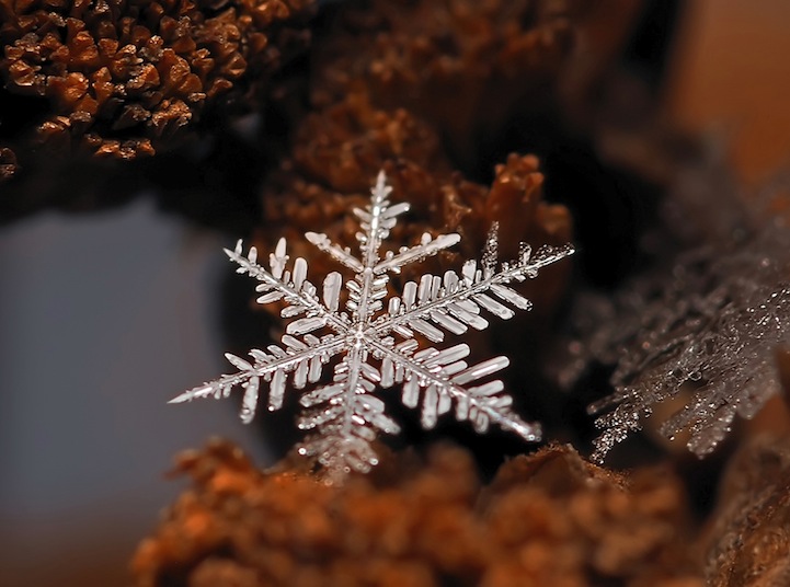 macro snowflake photography
