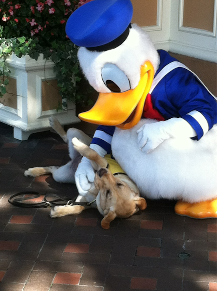 Service Dog Meets Donald In Disneyland