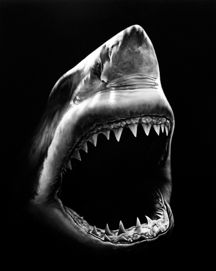 HyperRealistic Charcoal Shark Drawings